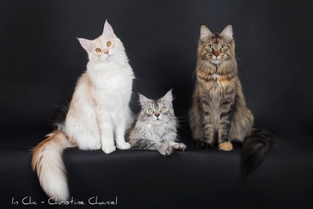 Miss Chanel et Prada